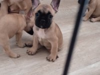 FRENCH BULLDOG 2 ERKEK