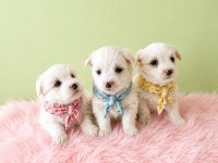 Terrier Maltese Yavrular