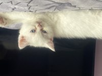 Tatlı yumurcaklar scottish fold