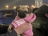 2 Aylık dişi pug