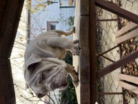 Türkiyenin en güzel renklerine sahip ingiliz bulldog