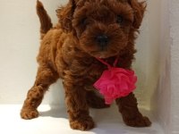 2.5 aylık anne baba orjinal dişi teacup yavru poodle