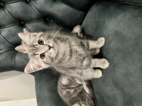 British shorthair oğlumuz yeni ailesini arıyor
