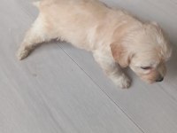 2 aylık maltipoo kaliteli yavru
