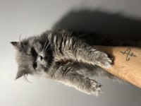 British longhair dişi yaşında