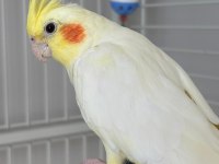 Çift Sultan Papağanı