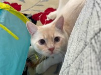 FLAME POİNT SİYAM ERKEK KEDİME DİŞİ EŞ ARIYORUM