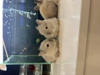 CÜCE TAVŞAN YAVRULARI CİTYPETSHOP