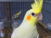 Yüzde 1000 Evcil Sultan Papağanı Yavruları Lutino
