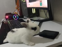 Siyah Gözlü Benekli Tavşan Ücretsiz Sahiplendirme