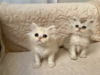 Çok Sevimli ve Oyuncu British Longhair Yavrularım