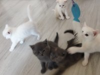 Bakmadan Geçmeyin Her Renk Kedimiz İçin