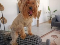 Yorkshire terrier yavru
