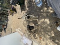 Tavuk koyun bekçi adayları köpekler