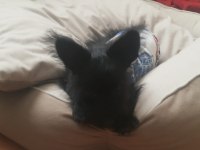 Küçük terrier oğlumuza yuva arıyoruz