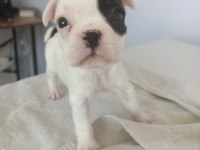 2.5 aylık french bulldog yavrular