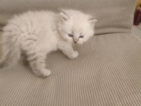 Longhair Kedimiz Yavru