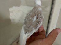 Sağlıklı 3 aylık sultan papağanı yavrular