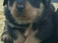 Rottweiler erkek ve dişi izmir
