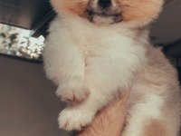 A kalite tesy bear ayı surat pomeranian