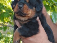 Irk garantili rottweiler yavruları