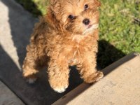 Minik ve sevimli maltipoo