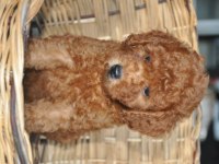 Poodle Yavrularımız Mevcuttur