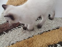 2 tane kedimiz kalmıştır dişi ve erkek