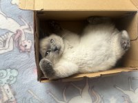 Blue point british shorthair