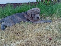 Dev Adayı Cane Corso