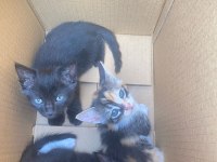 Minik bebek kedilerimiz yeni ailesini arıyor