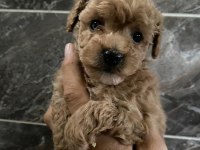 Maltipoo sevgililer gününe özel kampanya