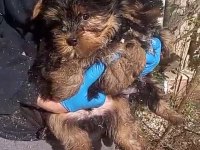 (SDK) Çiftlikten ırk garantili yorkshire terrier yavrular