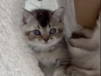 Kitten Scottish Straight Bebeğimiz