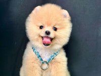 Safkan Pomeranian Boo Bebekler