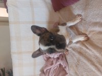 French bulldog puppy