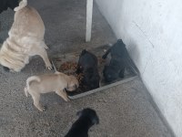 Pug 2 erkek yavrular