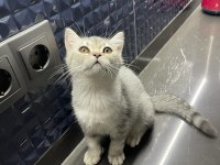 Blue tabby british shorthair kızım