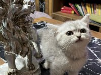 Saf Kan Silver British Shorthair
