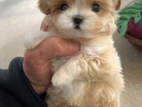 Vecihiden Garantili Mini Kore Maltipoo Bebekleri