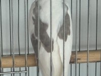 Erkek hw 8,9 aylık civarı sultan papağanı