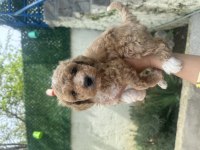 A kalite Maltipoo