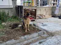 11 aylık dişi alman çoban köpeği