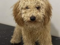 Orjinal toy poodle