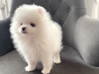Dişi yavrumuz pomeranian boo teacup sahibini arıyor
