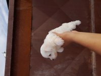 Kar Beyaz Mutluluk Köpekler Yeni Yuvalarını Arıyorlar