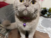 2 yaşında uysal dişi scottish fold kedimiz