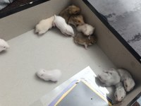 Yavru Suriye hamsterler yeni yuvalarını bekliyor