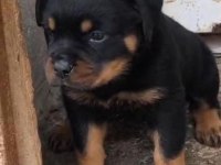 Rottweiler bebeeklerimiz sağlık garantilidir