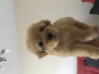 ÇOK ÖZEL MALTİPOO YAVRULARIMIZ